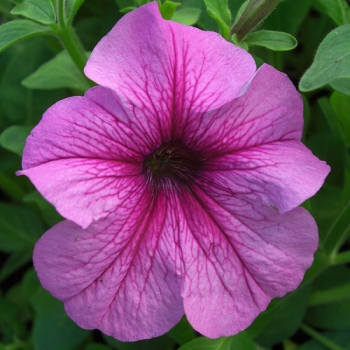 Петунья крупноцветковая Лимбо Limbo Rose Veined розовый