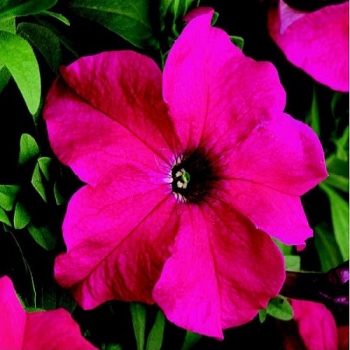 Петуния крупноцветковая Лимбо Limbo Rose розовый