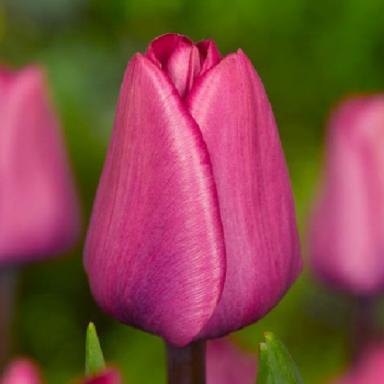 Тюльпан Экспрешн Expression ярко-розовый