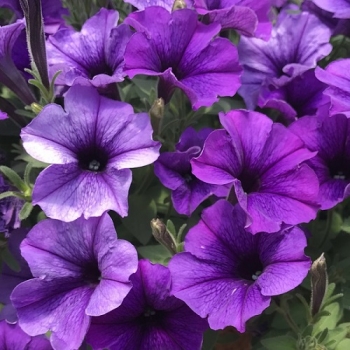 Петуния Сурпрайс Surprise Purple Sky фиолетовый с прожилками