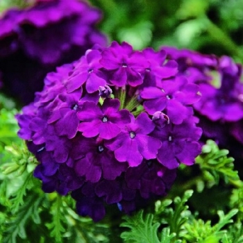 Вербена крупноцветковая Violet фиолетовый