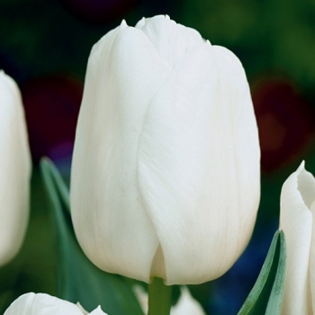 Тюльпан Сноу Хил Snow Hill классический белый
